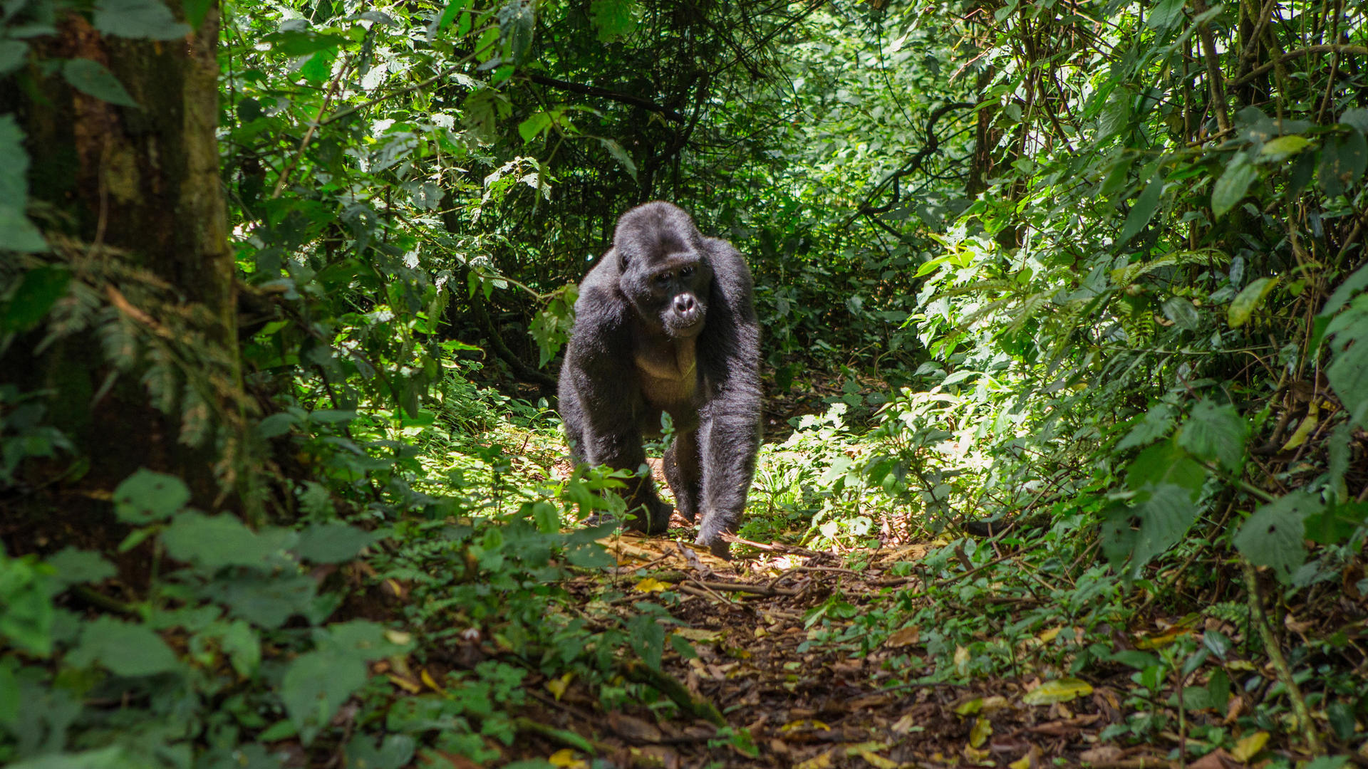 14 - Days Uganda safari