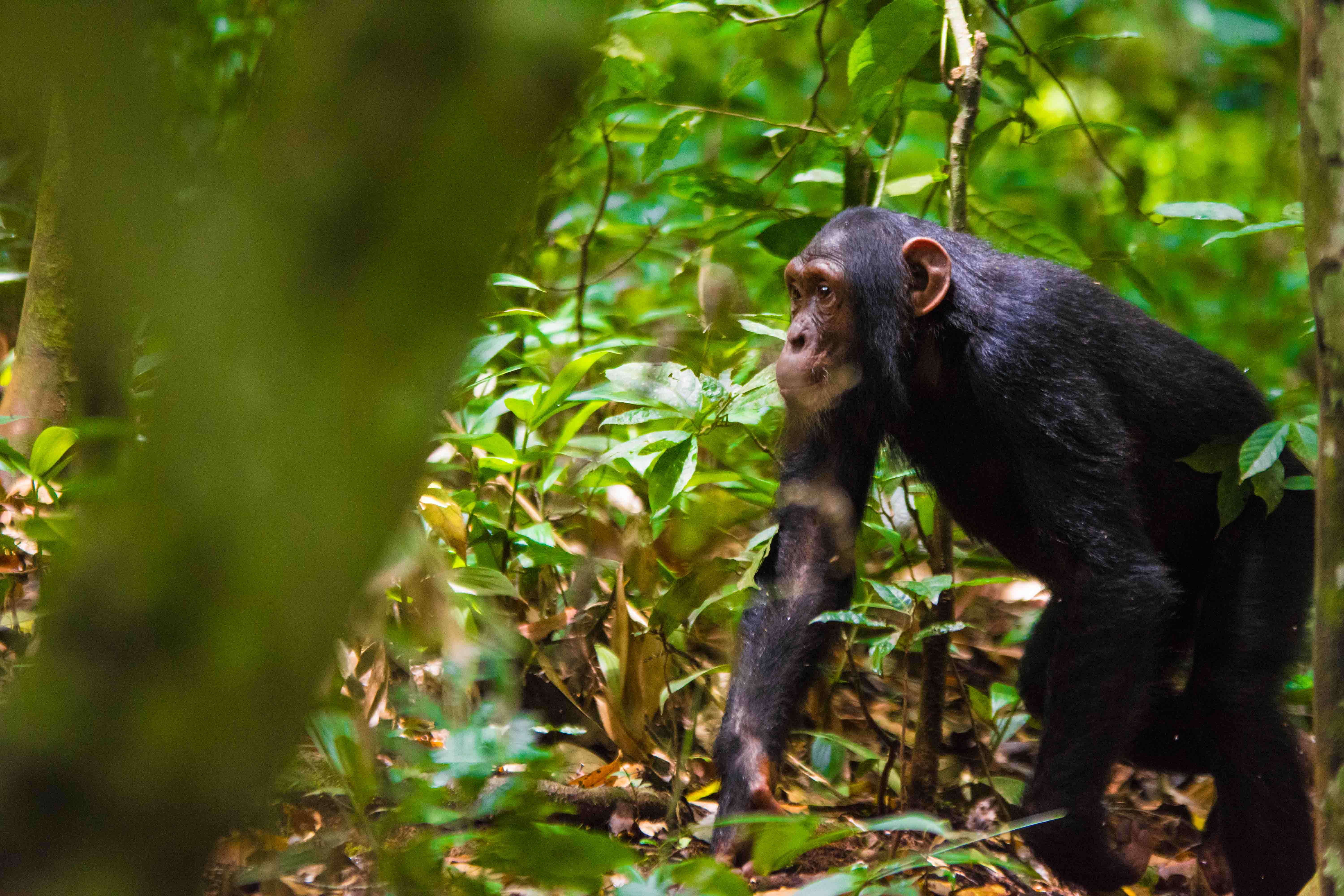 1 - Day Ngamba Island chimps sanctuary tour