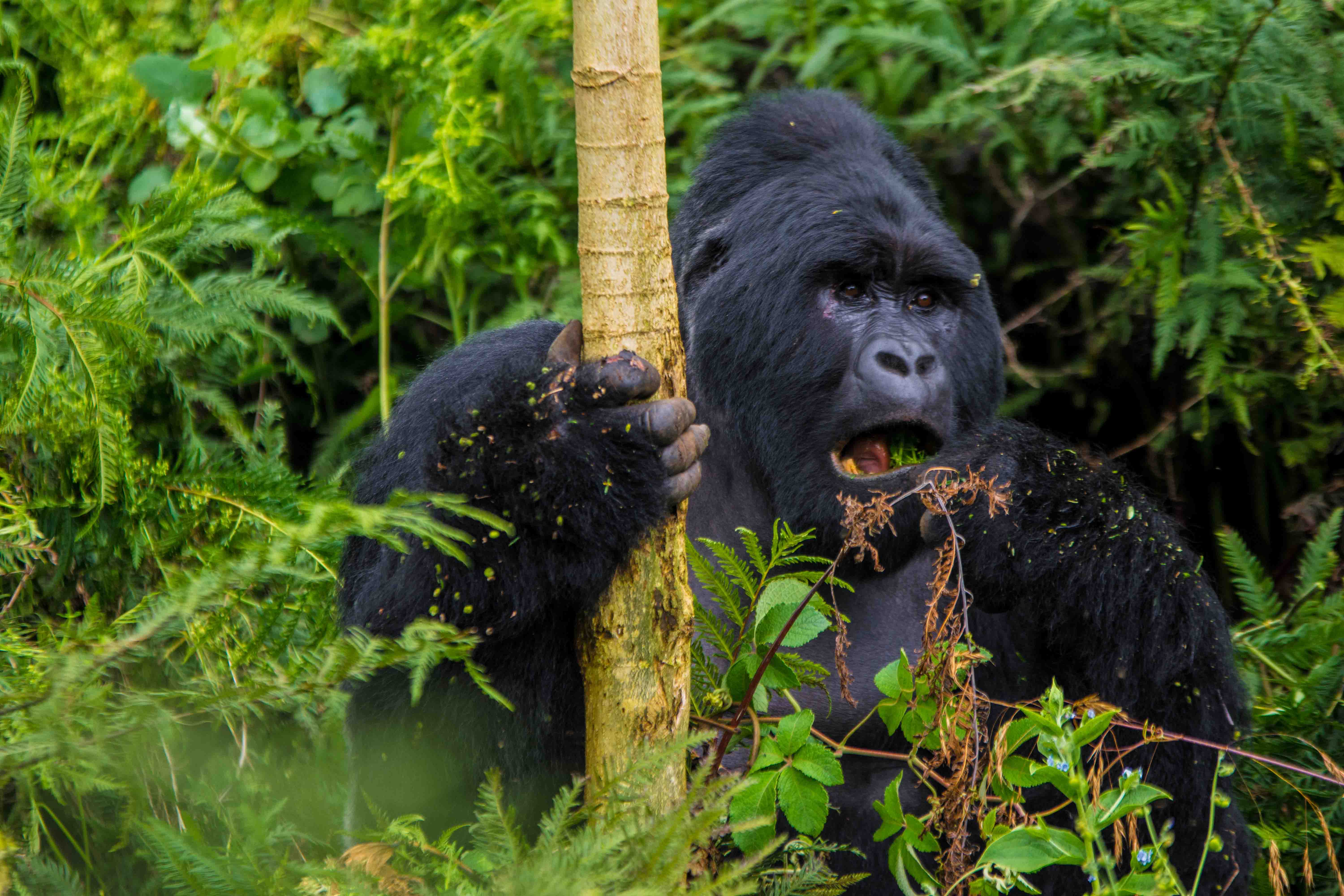 10 - Days experience Uganda's exclusive gorillas and wildlife