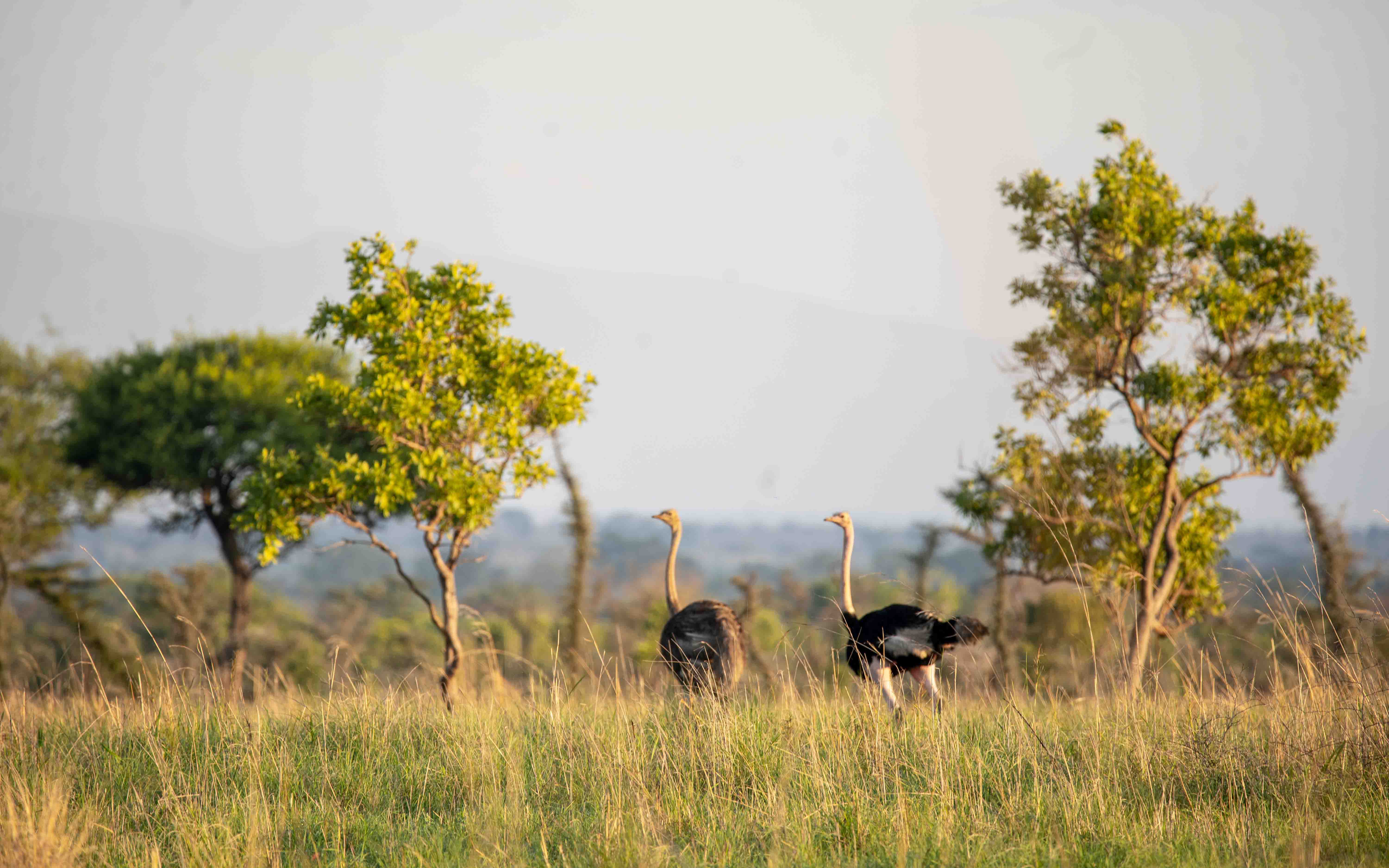 2 - Days exploring Sipi falls and Pian Upe wildlife reserve