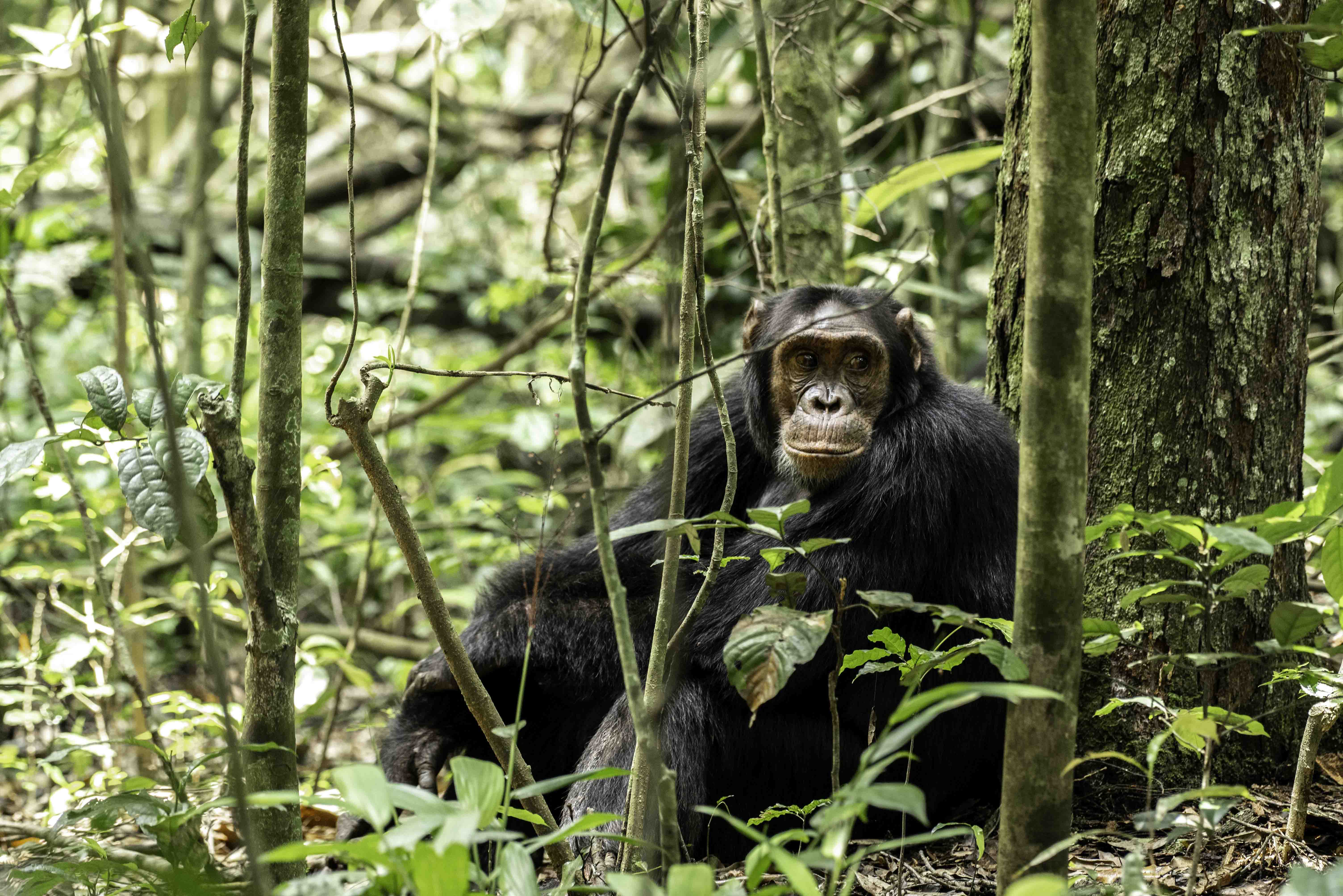 13 - Days Uganda expedition: Experience moments with gorillas, wildlife and cultural experiences