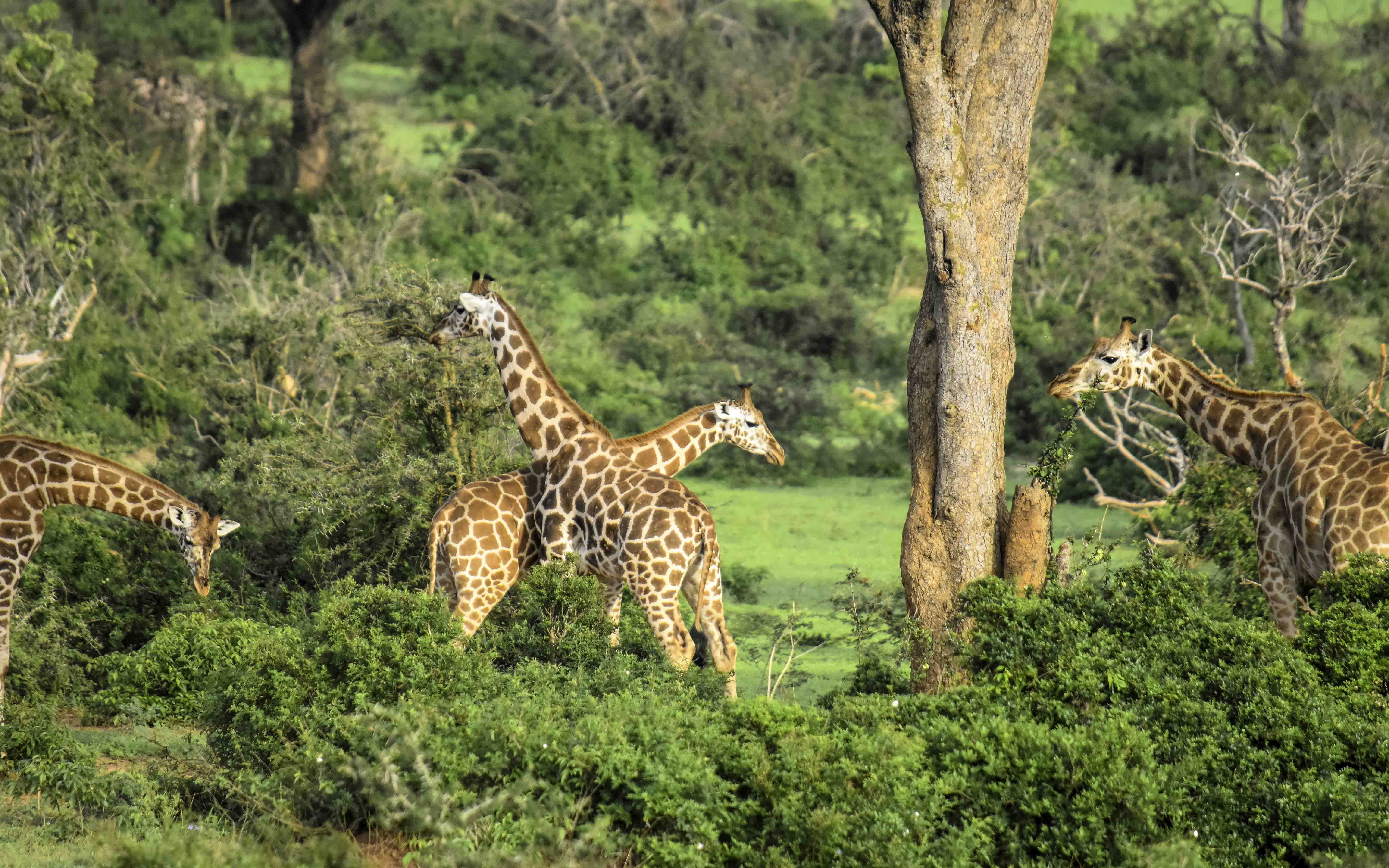 4 - Days Murchison falls & Budongo forest safari