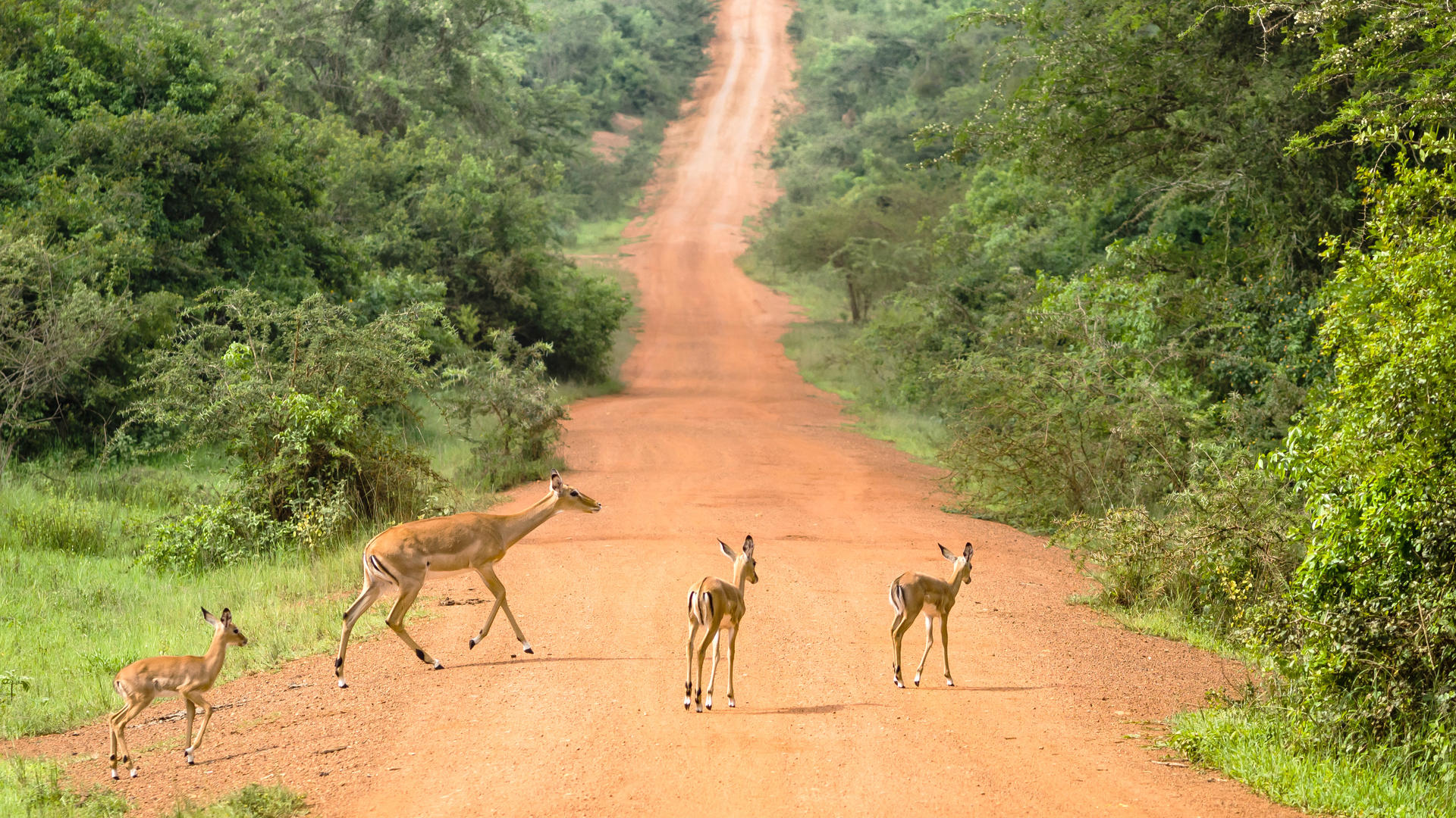 18 - Days Luxury expedition to Kenya, Tanzania & Uganda